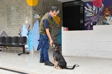 Centro de Bienestar Animal tiene un etólogo que ayuda a velar por la protección de la fauna doméstica de Cali