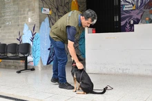 Centro de Bienestar Animal tiene un etólogo que ayuda a velar por la protección de la fauna doméstica de Cali