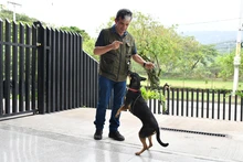 Centro de Bienestar Animal tiene un etólogo que ayuda a velar por la protección de la fauna doméstica de Cali
