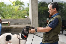 Centro de Bienestar Animal tiene un etólogo que ayuda a velar por la protección de la fauna doméstica de Cali