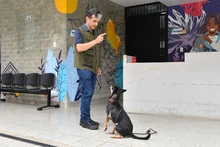 Centro de Bienestar Animal tiene un etólogo que ayuda a velar por la protección de la fauna doméstica de Cali