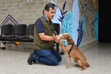 Centro de Bienestar Animal tiene un etólogo que ayuda a velar por la protección de la fauna doméstica de Cali