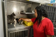 Jornada de adopciones en el centro comercial Unicentro