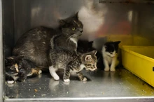 Jornada de adopciones en el centro comercial Unicentro