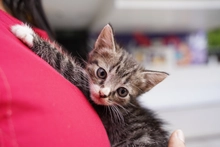 Jornada de adopciones en el centro comercial Unicentro