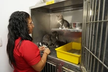 Jornada de adopciones en el centro comercial Unicentro