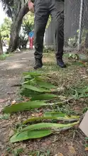 Dagma decomisó 6 unidades de orquídeas extraídas del bosque en ‘Cali Orquídeas’