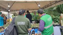 Dagma decomisó 6 unidades de orquídeas extraídas del bosque en ‘Cali Orquídeas’