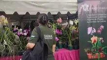 Dagma decomisó 6 unidades de orquídeas extraídas del bosque en ‘Cali Orquídeas’