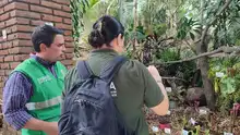 Dagma decomisó 6 unidades de orquídeas extraídas del bosque en ‘Cali Orquídeas’