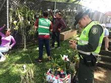 Por intervenciones arbóreas ilegales, este año se iniciaron 77 procesos sancionatorios