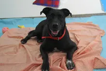 Centro de Bienestar Animal de Cali reactiva su servicio de consulta externa
