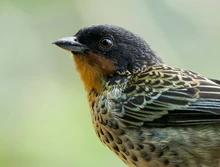 ¿Quieres ir al Colombia BirdFair 2024? Estos son sus eventos gratuitos