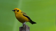 ¿Quieres ir al Colombia BirdFair 2024? Estos son sus eventos gratuitos
