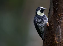 ¿Quieres ir al Colombia BirdFair 2024? Estos son sus eventos gratuitos