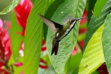 Colombia Birdfair, transforma vida con las aves y dinamiza la economía caleña