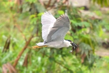Colombia Birdfair, transforma vida con las aves y dinamiza la economía caleña
