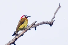 Colombia Birdfair, transforma vida con las aves y dinamiza la economía caleña