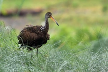 Colombia Birdfair, transforma vida con las aves y dinamiza la economía caleña