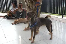 Unidad Administrativa Especial de Protección Animal realizó jornada de  esterilización en la Comuna 20 de Cali