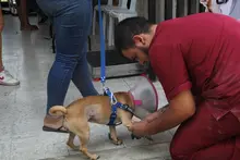 Unidad Administrativa Especial de Protección Animal realizó jornada de  esterilización en la Comuna 20 de Cali