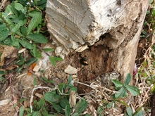 Una poda irregular habría causado la afectación del emblemático árbol de caucho en el Parque del Perro
