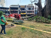 Una poda irregular habría causado la afectación del emblemático árbol de caucho en el Parque del Perro
