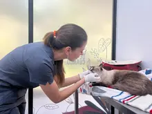 “Hemos atendido más 1.200 animales este año en el Centro de Bienestar Animal”: Julio Oyola, director de la Unidad Administrativa  Especial de Protección Animal