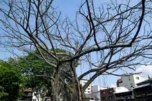 Dagma socializó con la comunidad el proceso de intervención de un árbol de caucho en el Parque del Perro