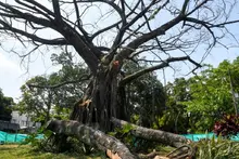 Dagma socializó con la comunidad el proceso de intervención de un árbol de caucho en el Parque del Perro