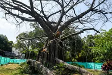 Dagma socializó con la comunidad el proceso de intervención de un árbol de caucho en el Parque del Perro