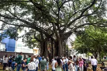 Dagma socializó con la comunidad el proceso de intervención de un árbol de caucho en el Parque del Perro