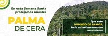 Palma de Cera