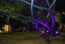 ¡Cali se viste de violeta! Alcaldía iluminará 14 hitos ornamentales para conmemorar el ‘Día de la Mujer’