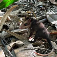 Hogar de Paso del Dagma ha atendido 323 animales silvestres en 2024