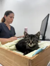 “En el CBA la atención es constante y realizamos cerca de siete cirugías al día”: médico del Centro de Bienestar Animal