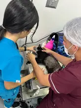 “En el CBA la atención es constante y realizamos cerca de siete cirugías al día”: médico del Centro de Bienestar Animal