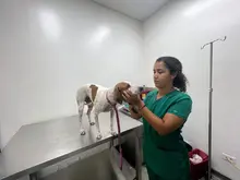 “En el CBA la atención es constante y realizamos cerca de siete cirugías al día”: médico del Centro de Bienestar Animal