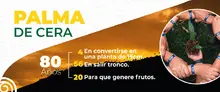 Acciones de amor y fe por el medio ambiente: en Semana Santa protejamos la palma de cera