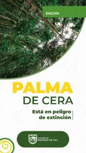 Acciones de amor y fe por el medio ambiente: en Semana Santa protejamos la palma de cera