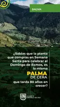 Acciones de amor y fe por el medio ambiente: en Semana Santa protejamos la palma de cera