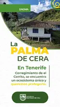 Acciones de amor y fe por el medio ambiente: en Semana Santa protejamos la palma de cera