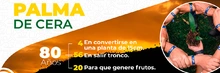Palma de Cera