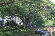 Naciones Unidas para la Agricultura y la Alimentación y la Fundación Arbor Day hacen nuevo reconocimiento internacional a Cali