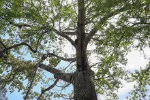 Naciones Unidas para la Agricultura y la Alimentación y la Fundación Arbor Day hacen nuevo reconocimiento internacional a Cali