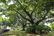 Naciones Unidas para la Agricultura y la Alimentación y la Fundación Arbor Day hacen nuevo reconocimiento internacional a Cali