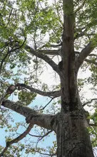 Naciones Unidas para la Agricultura y la Alimentación y la Fundación Arbor Day hacen nuevo reconocimiento internacional a Cali