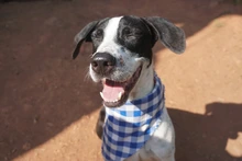 Perritos del Centro de Bienestar - Protección Animal se toman el Estadio Pascual Guerrero