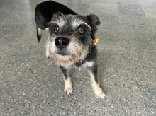Perritos del Centro de Bienestar - Protección Animal se toman el Estadio Pascual Guerrero