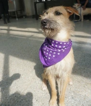 Perritos del Centro de Bienestar - Protección Animal se toman el Estadio Pascual Guerrero